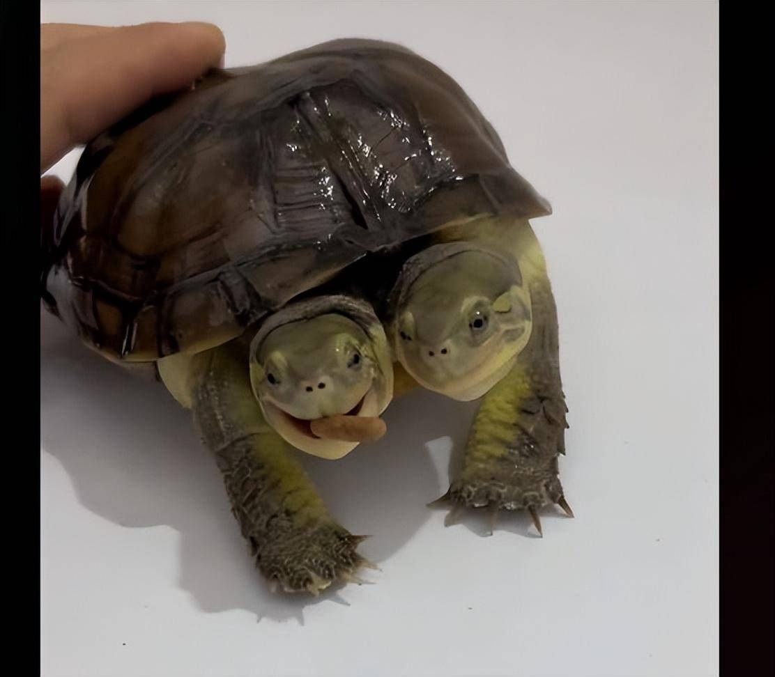 The two-headed turtles were fighting for food, and the man was at a ...